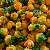 Hectarul - Seminte de ardei iute HABANERO LAMAIE, 20 seminte, FLORIAN